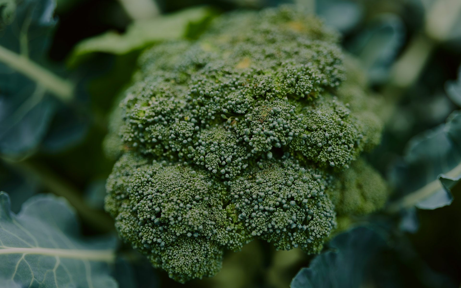 Why Organic Daily Greens has helped so many